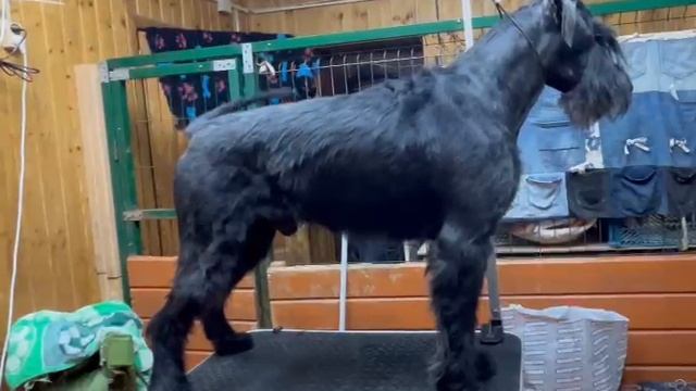 Ризеншнауцер Зеля