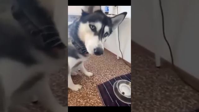 Юмор
