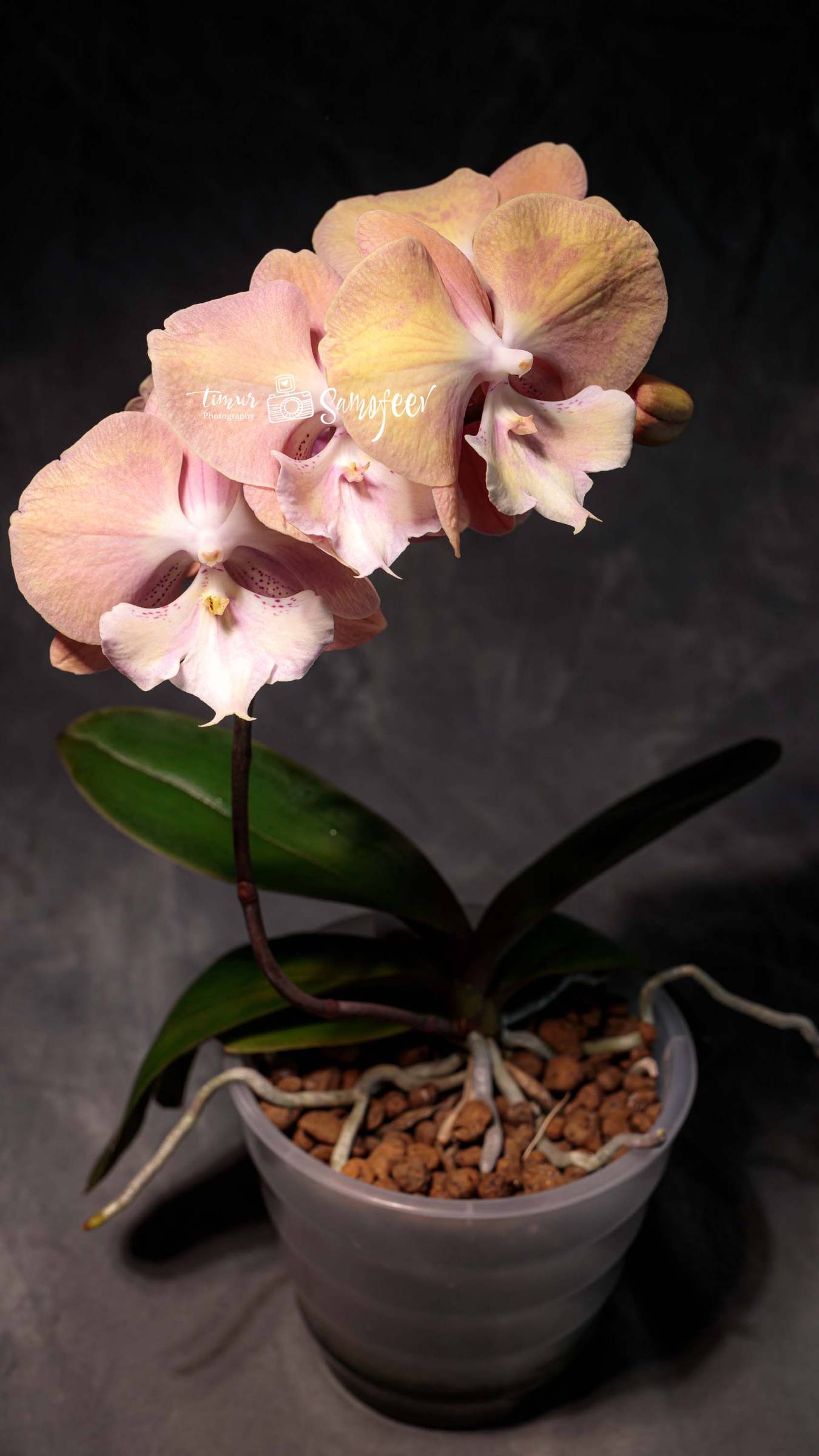 Phal. Rainbow Unicorn