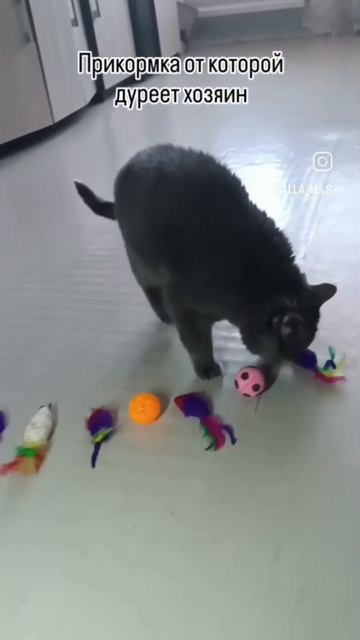 Главное, чтобы кошка была не жадная! С этой прикормки дуреет каждый хозяин.