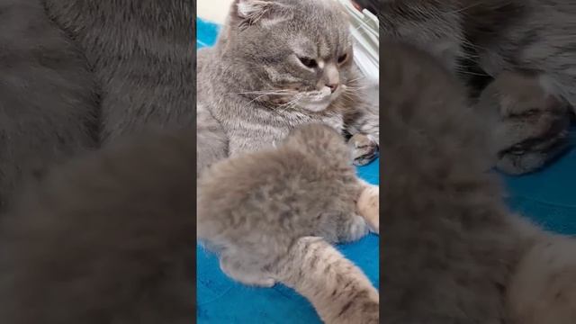 РАДОСТЬ ПАПЫ КОТА! #котята #кошки