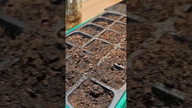 Размножение метельчатой гортензии одревесневшим черенком зимой