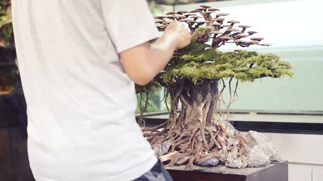 AQUASCAPE BONSAI SIMPLE || TANK SETUP CLIENT 150 CM