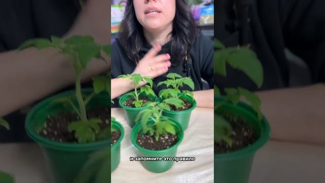🌱 Как защитить рассаду от черной ножки? 🍅