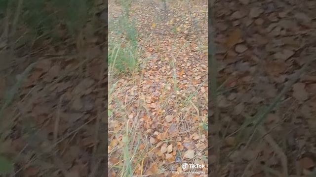 Я грибник или грибницА?