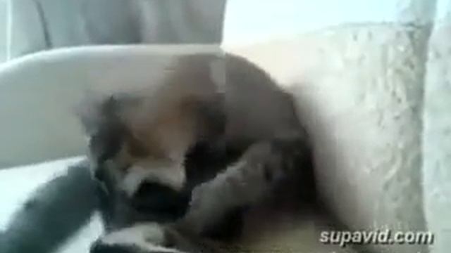 В кота кота вселился демон