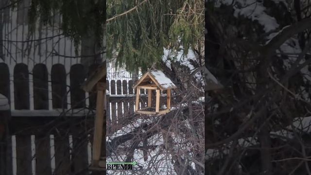 Грозный поползень