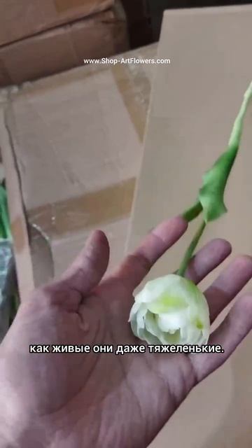 Тюльпан бокаловидный (пионовидный) 💐
