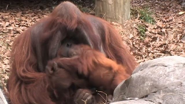 Sign language orangutan dead at 39