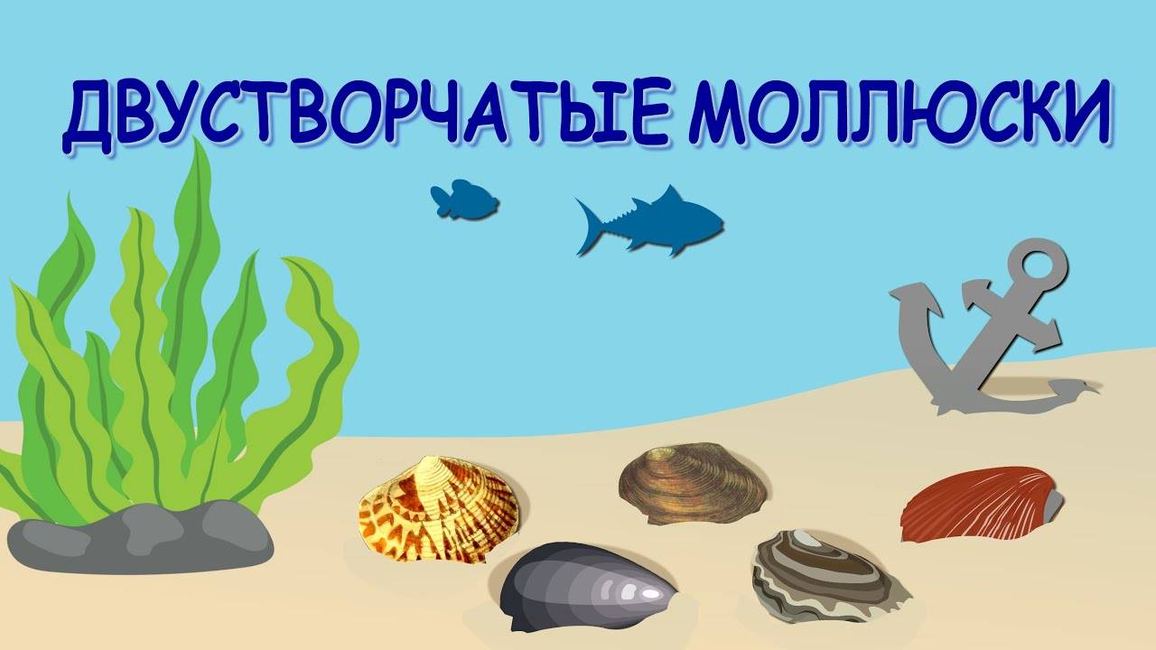 ИЗУЧАЕМ МОРСКИХ ОБИТАТЕЛЕЙ. ДВУСТВОРЧАТЫЕ МОЛЛЮСКИ. ЧУДЕСА МОРЕЙ