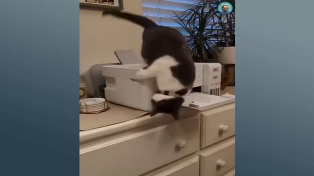 приколы с котами