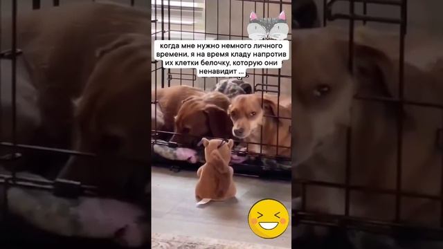 усмиритель собак