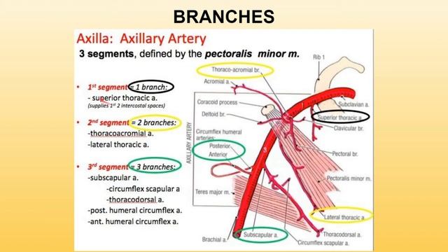 Axillary Artery Full explanation