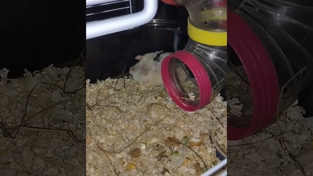 Чем занимаются хомячки в клетках