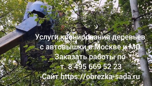 Услуги кронирования деревьев на участках Москвы, МО. Заказать выезд арбористов по т. 8 495 669 52 23