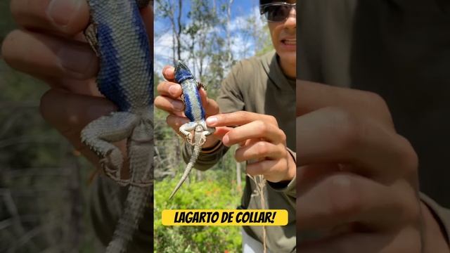 LAGARTO DE COLLAR ¡ENORME! MIRA SUS COLORES!!💙