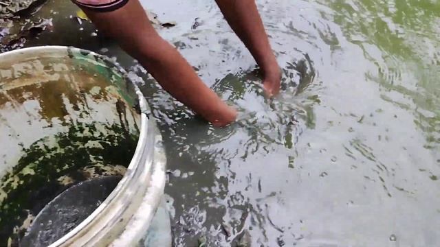 লিচু গাছের পরিচর্যা || How to care Lychee plant || Ami Krishak Bandhu