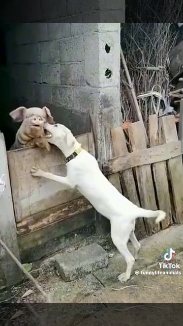 1000029557.mp4