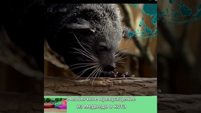 НЕУКЛЮЖИЙ  МЕДВЕДЬ ОЧЕНЬ ПОХОЖИЙ на КОТА