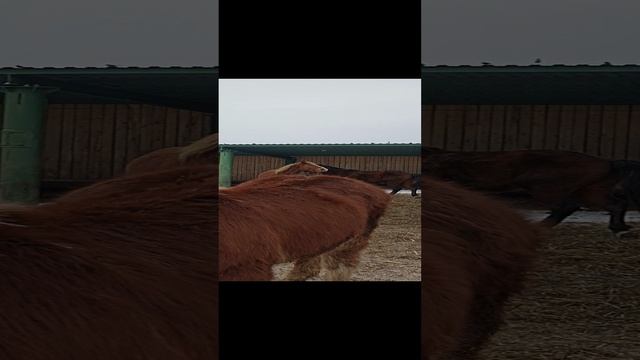 VID_20250120_125641