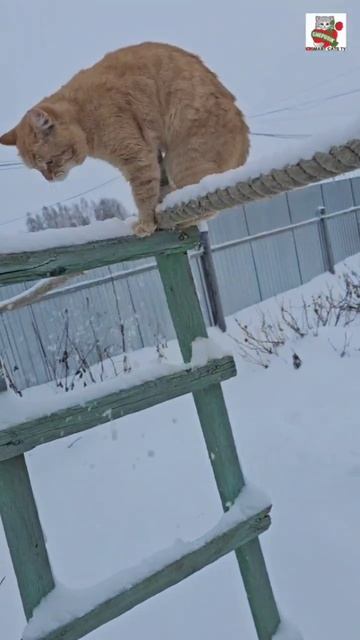 Рыжуля вышел на работу ❤️💪🐈