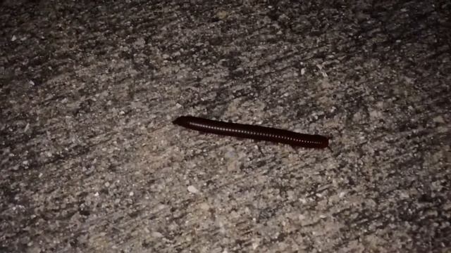 Millipede Super Train