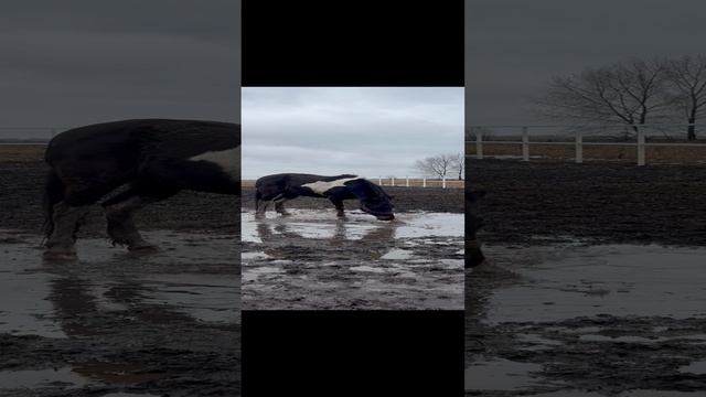 Январские купания #жизньзагородом #лошади #конюшня #horse #животные