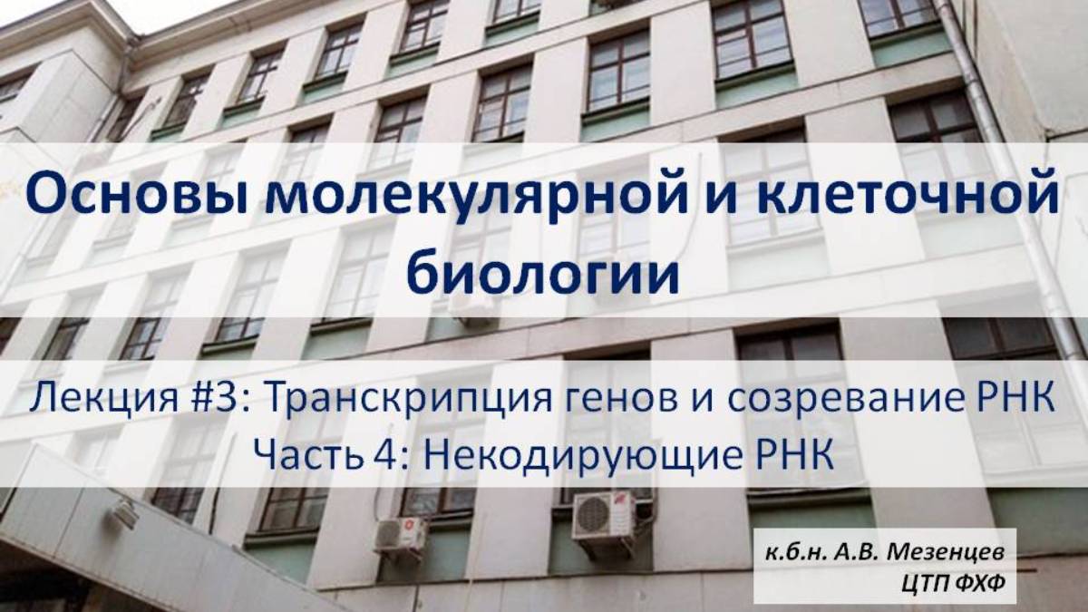 Основы молекулярной и клеточной биологии (2024) Лекция 3. Транскрипция. Ч. 4 Некодирующие РНК