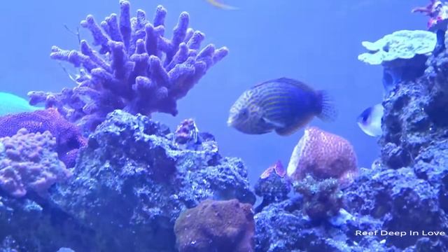 100 Gal Custom Reef Tank Quick Look