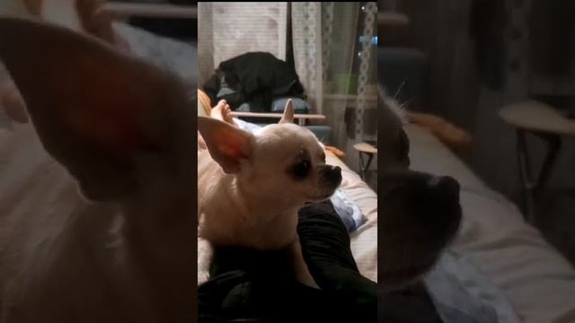 ЗЛАТОВЛАСКА РАЗГОВАРИВАЕТ