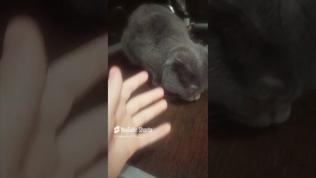 //YT: 10 марта, 2023 г.)у кота имя Барсик, не забудьте заценить его! 😃