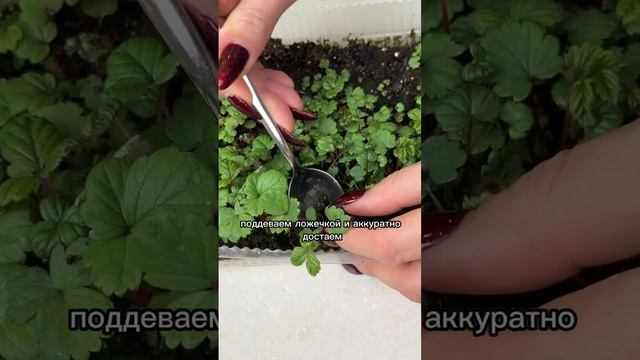 Пикировка земляники: обещала показать - показываю!