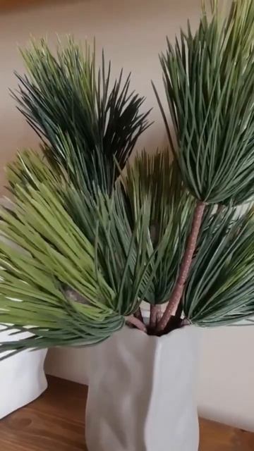 ВЕТКА СОСНЫ 🌲