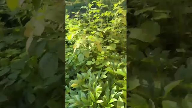 copy_27A7512B-4CC7-41CD-BDF1-77DDE2564F77