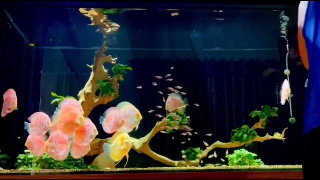 Amazing Tree for Discus Aquarium | Beautiful Yellow Discus Tank