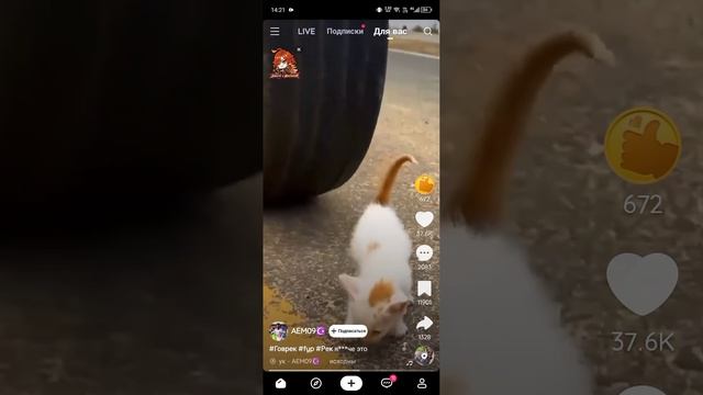 Смешное видео
