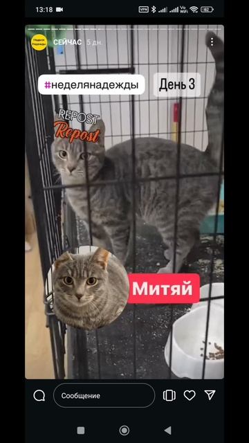 кот Митяй