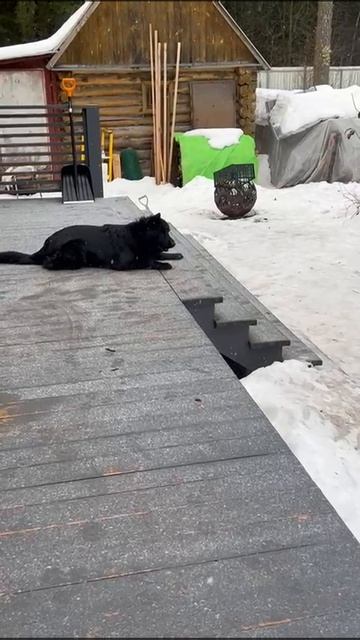 Ляля