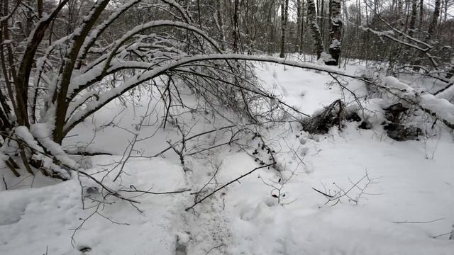 Охота на куницу. Проверяем капканы. Кабан лежал в муравейнике.