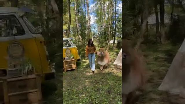 Мимишная альпака в аренду на праздники и съемкиI 8(916)702-11-08 Москва