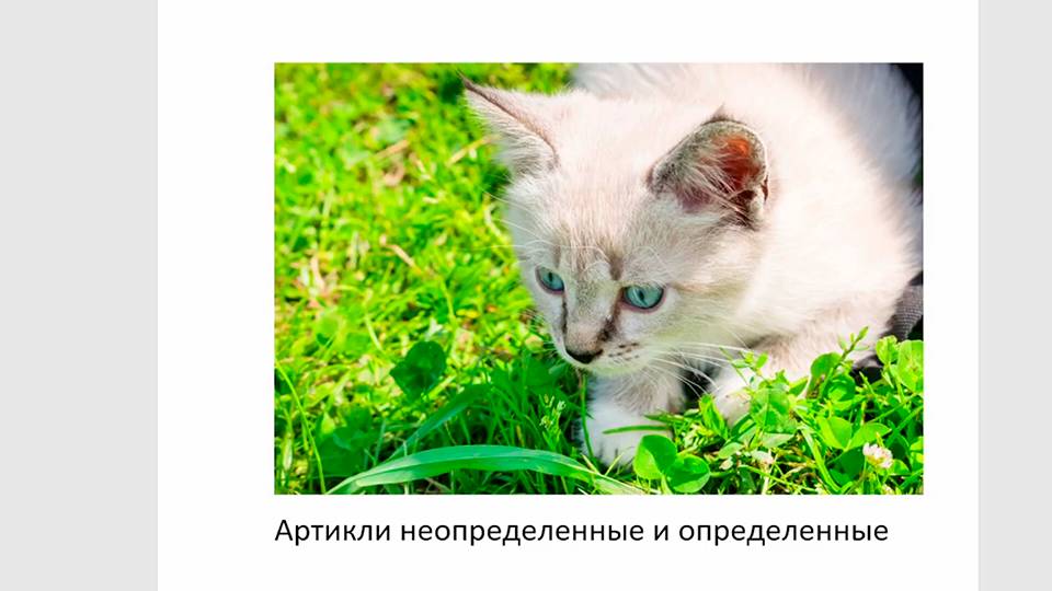 Определенные артикли во французском языке, подробное объяснение, примеры, упражнение и котики