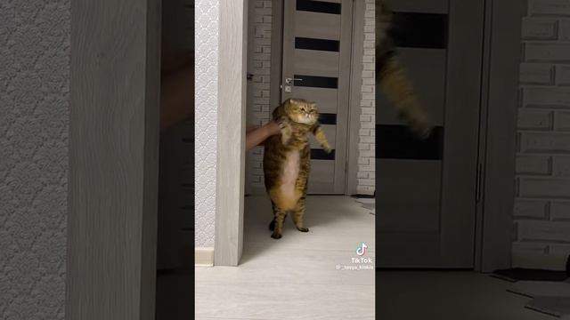 жёсткий флекс