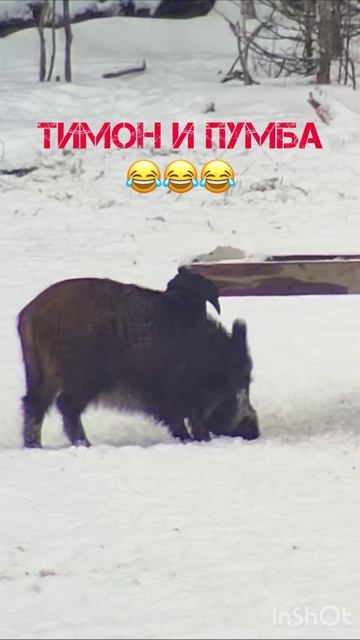 #кабан #ворон #тимонипумба #вольер