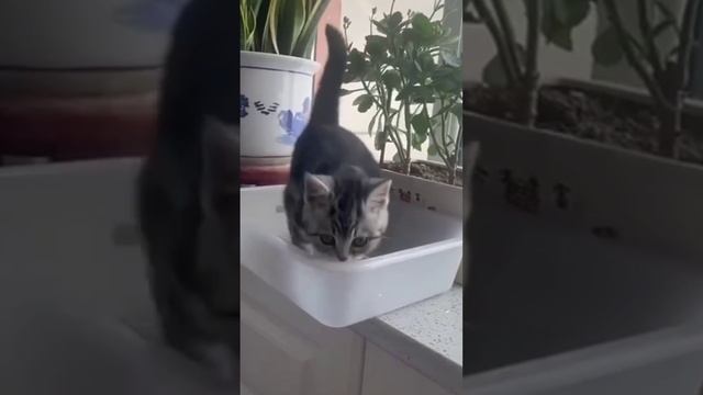Котоновости: борьба с законами физики!