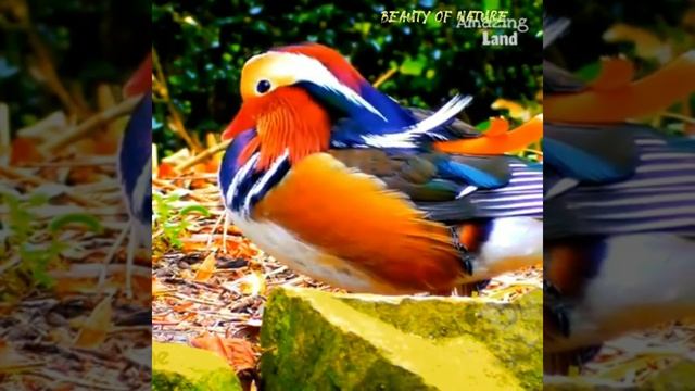 Most Beautiful Birds 🐦 in the world/Amazing birds in the world