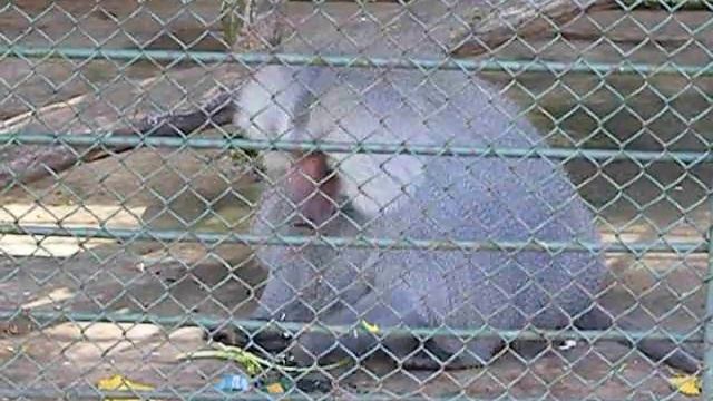 Babuinu Mananca Semintze LA ZOO