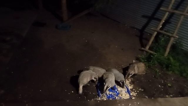 Мама Симона и смешные барсучата