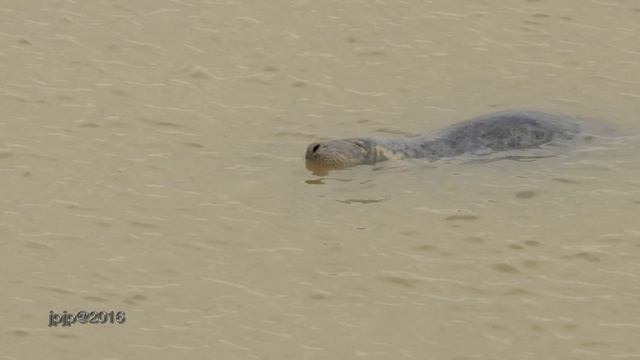 Grey Seal - Halichoerus grypus - Grijze Zeehond