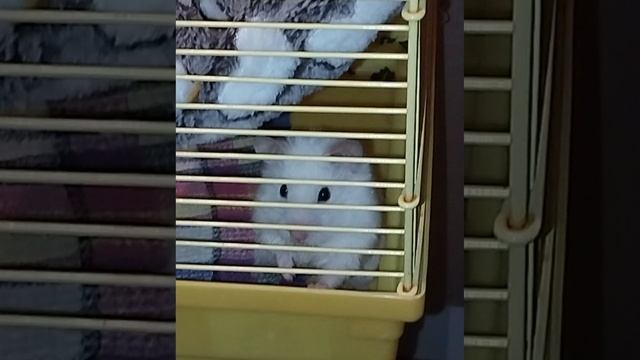 Сирийский хомяк в смятении