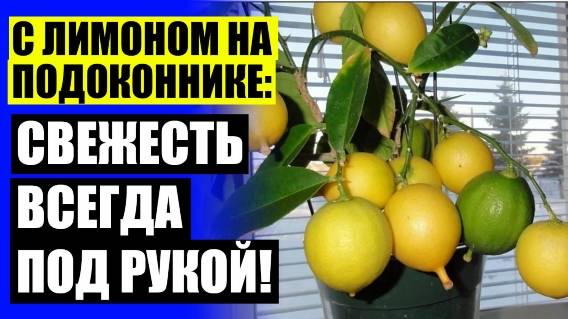 👍 Купить саженцы лимона в москве 🎯